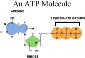 ATP
