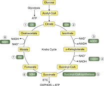 krebs cycle
