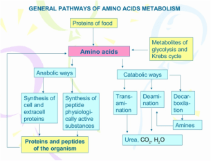 Protein metabolism
